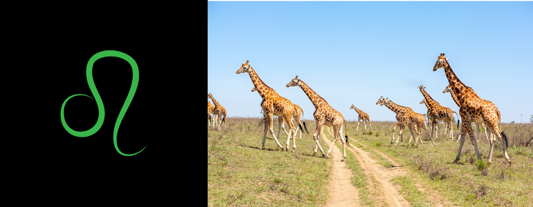 Leo - Giraffe Manor, Kenya