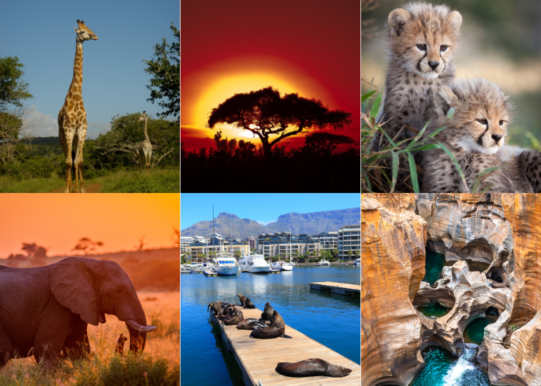 Where should Sagittarius travel in 2024? Sagittarius should travel South Africa! Featuring giraffes, lions, African safari, Johannesburg, Cape Town