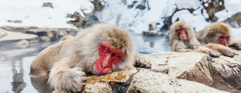  snow monkey in Jigokudani Monkey Park, Nagano