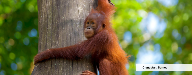 See the Orangutan in Borneo