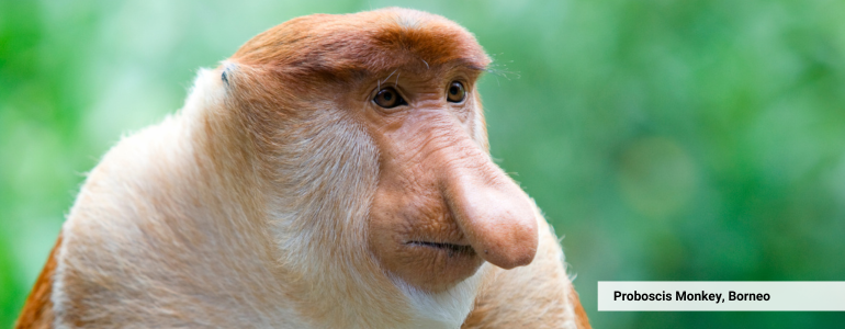 See the Proboscis Monkey in Bako National Park, Borneo, Malaysia
