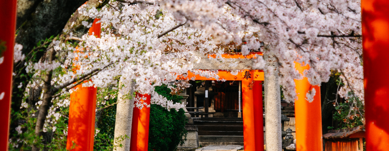 Sakura flowers blooming against the brilliant vermillion-red torii gates at Fushimi Inari Shrine in Kyoto, Japan