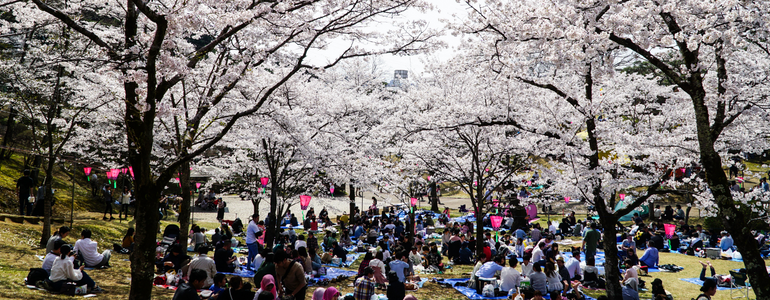Hanami celebrations as people gather beneath cherry blossom trees for a picnic in Japan