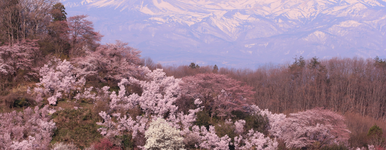 Cherry Blossom trees in the Japanese Mountains