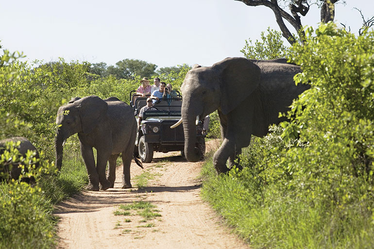 South Africa wildlife tour elephants