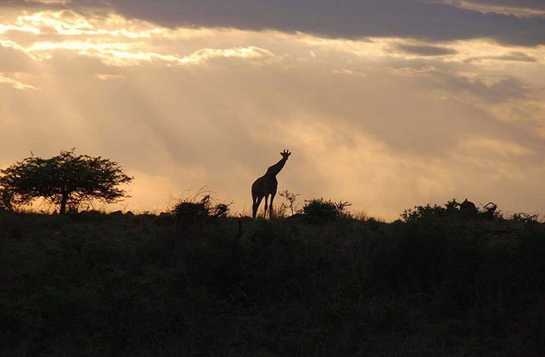 Giraffe at sunset 