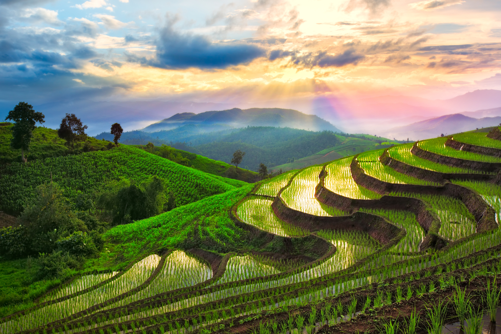 Rice fields in country Thailand 