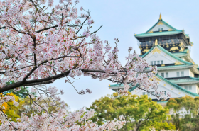 Japan Nagoya Castle with Cherry Blossoms Sakura 