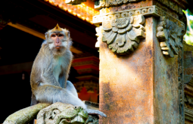 Mystical Bali Blog Ubud Monkey Forest