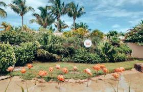 Flamingos in the Bahamas